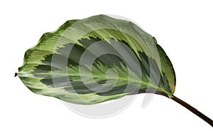 Calathea roseopicta foliage, Calathea shine star plant, Exotic tropical shrubs, isolated on white background with clipping path