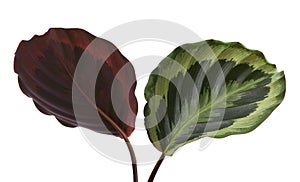 Calathea roseopicta foliage, Calathea shine star plant, Exotic tropical shrubs, isolated on white background with clipping path