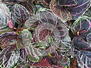 Calathea roseopicta with large dark leaves with pink edges like a peacock tail.