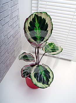Calathea roseopicta, the rose-painted calathea, is a species of plant in the family Marantaceae