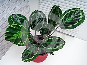 Calathea roseopicta, the rose-painted calathea, is a species of plant in the family Marantaceae