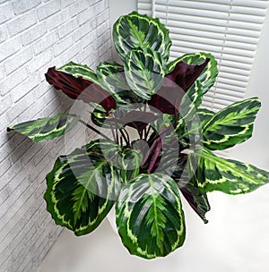 Calathea roseopicta, the rose-painted calathea, is a species of plant in the family Marantaceae