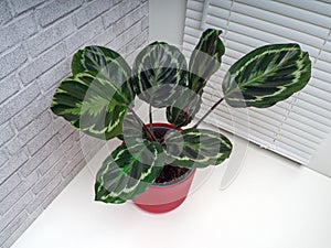 Calathea roseopicta, the rose-painted calathea, is a species of plant in the family Marantaceae