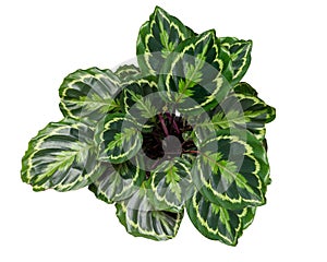 Calathea roseopicta, the rose-painted calathea, is a species of plant in the family Marantaceae