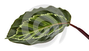 Calathea roseopicta â€˜Illustrisâ€™ foliage, Rose-painted calathea plant, Exotic tropical leaves, isolated on white background