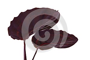 Calathea roseopicta â€˜Illustrisâ€™ foliage, Rose-painted calathea plant, Exotic tropical leaves, isolated on white background