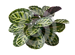 Calathea roseopicta â€˜Illustrisâ€™ foliage, Rose-painted calathea plant, Exotic tropical shrubs, isolated on white background