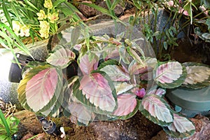 Calathea Royal or Rose Rabbit Ear Calathea plants on display