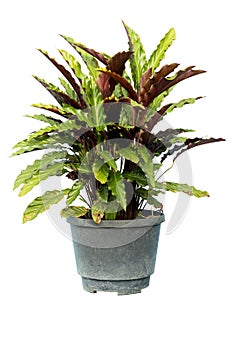 Calathea rufibarba Fenzl Tree or MARANTACEAE on old plastic black pot.