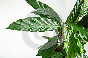 Calathea rufibarba green velvet leaf closeup. Potted house plants, green home decor, care and cultivation, marantaceae variety