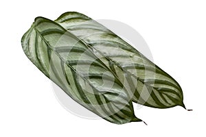 Calathea setosa leaf, Ctenanthe setosa foliage isolated on white background, with clipping path