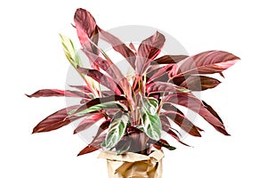 Calathea Stromanthe Triostar plant on white