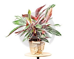 Calathea Stromanthe Triostar plant on white photo