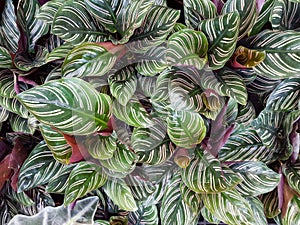 Calathea trees have a wide variety of foliage as ornamental plants that help beautify your garden.