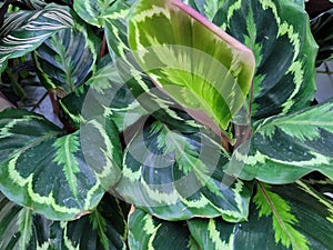 Calathea veitchiana, Calathea veitchiana, Heppertia Veitchiana. Goeppertia veitchiana. Gardening, flowers and plants