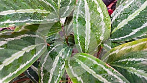 Calathea Veitchiana from marantaceae family, looks beauty on the rain