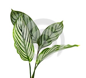 Calathea Vittata and Calathea setosa leaves, Green leaves, Tropical foliage isolated on white background, with clipping path