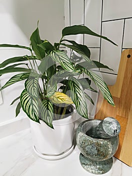 Calathea Vittata - a houseplant that soothes our mood photo