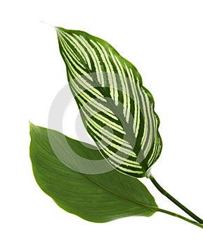 Calathea Vittata leaves, Green leaf with white stripes, Tropical foliage isolated on white background, with clipping path