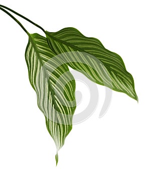 Calathea Vittata leaves, green leaf with white stripes, Tropical foliage isolated on white background, with clipping path