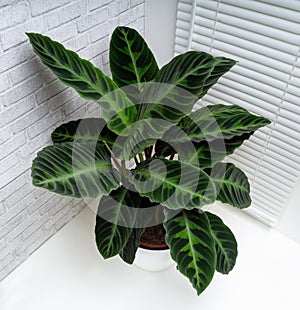 Calathea warscewiczii is a species of evergreen, perennial, herbaceous plant