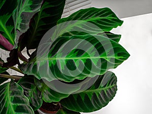 Calathea warscewiczii is a species of evergreen, perennial, herbaceous plant photo