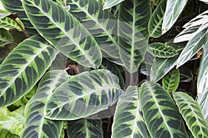 Calathea warszewiczii in the botanical garden photo