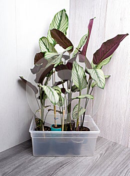 Calathea white star, calathea majestica and calathea albolineata