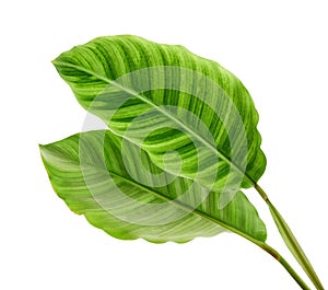 Calathea zebrina foliage or Zebra plant, Exotic tropical leaf, isolated on white background with clipping path