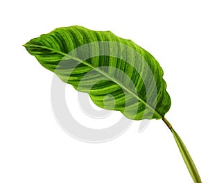 Calathea zebrina foliage or Zebra plant, Exotic tropical leaf, isolated on white background with clipping path