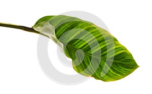 Calathea zebrina foliage or Zebra plant, Exotic tropical leaf, isolated on white background with clipping path