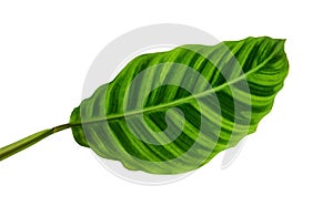 Calathea zebrina foliage or Zebra plant, Exotic tropical leaf, isolated on white background with clipping path