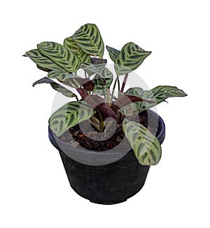 Calathea zebrina in pot,plant of the Marantaceae.