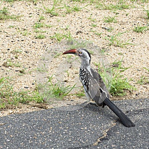 Calau on the road at Kruger National Park