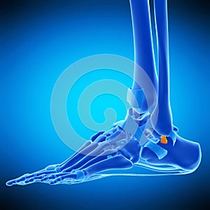 The calcaneofibular ligament