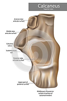 Calcaneus Anatomy. Superior view. photo