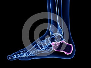 The calcaneus bone