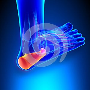 Calcaneus Bone Anatomy with Ciculatory System