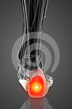 3D rendering of calcaneus bone