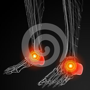 3D rendering of calcaneus bone