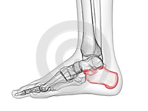 The calcaneus bone photo