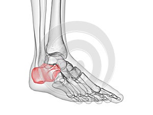 the calcaneus bone