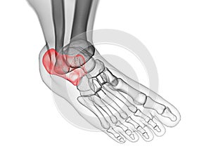 The calcaneus bone photo