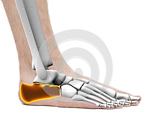 Calcaneus Heel Bone - Anatomy Male - Studio photo isolated on white