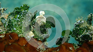 Calcareous green algae (Halimeda tuna) close-up undersea, Aegean Sea