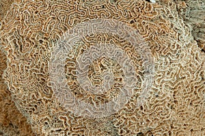 Calcareous skeleton of dead corals. Marsa Alam, Abu Dabab, Egypt