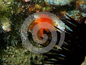 Calcareous tubeworm or fan worm, plume worm or red tube worm (Serpula vermicularis) close-up undersea, Aegean Sea photo