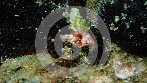 Calcareous tubeworm or fan worm, plume worm or red tube worm (Serpula vermicularis) close-up undersea, Aegean Sea photo