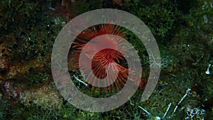 Calcareous tubeworm or fan worm, plume worm or red tube worm (Serpula vermicularis) undersea, Aegean Sea photo