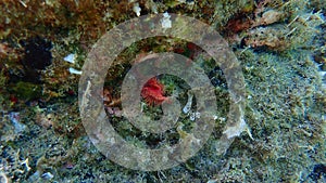 Calcareous tubeworm or fan worm, plume worm or red tube worm (Serpula vermicularis) undersea, Aegean Sea photo